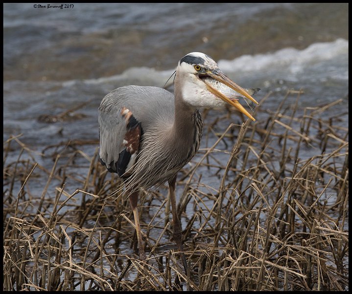 _7SB0933 great-blue heron swallowing fish.jpg